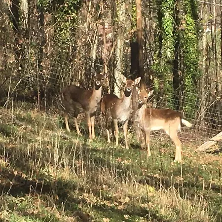 Casa Sull'albero Bocchineri