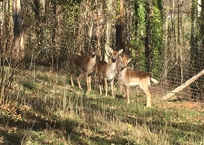 Casa Sull'albero Bocchineri